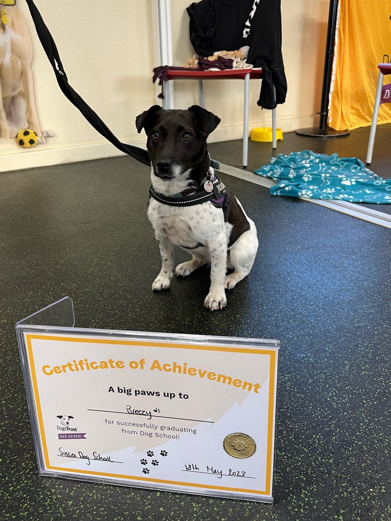 A small back and white terrier sits in front of her graduation certificate. It reads: Certificate of AchievementA big paws up toBreezyfor successfully graduatingfrom Dog School!May 2023