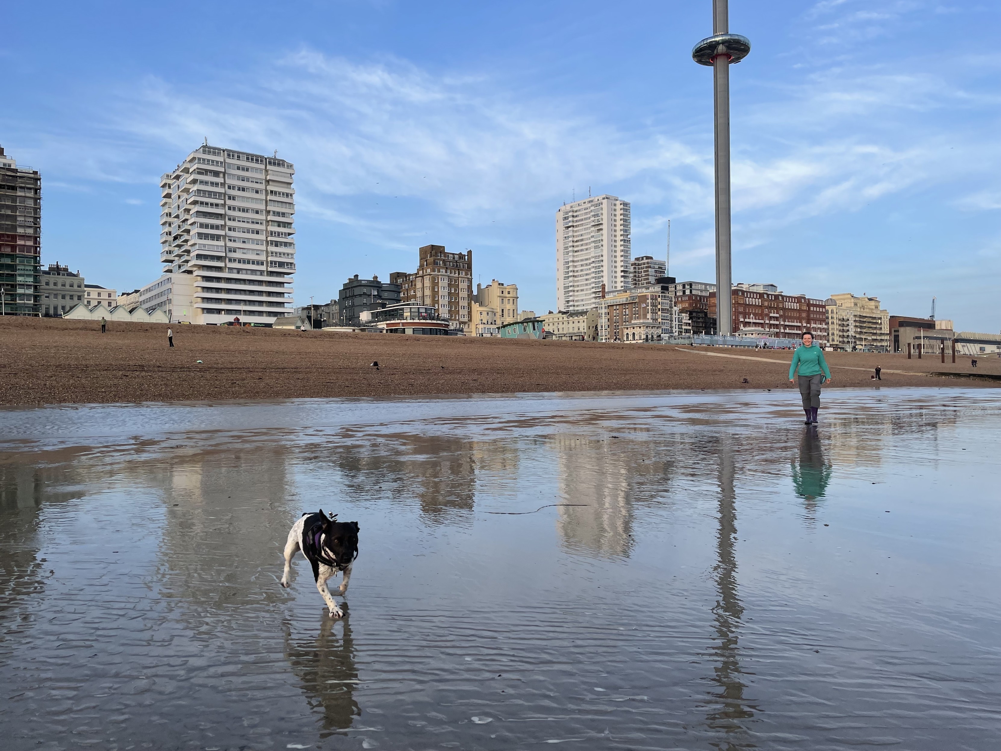 A small back and white terrier running towards you, on the beach in Brighton at low tide. The i360 tower is in the background.