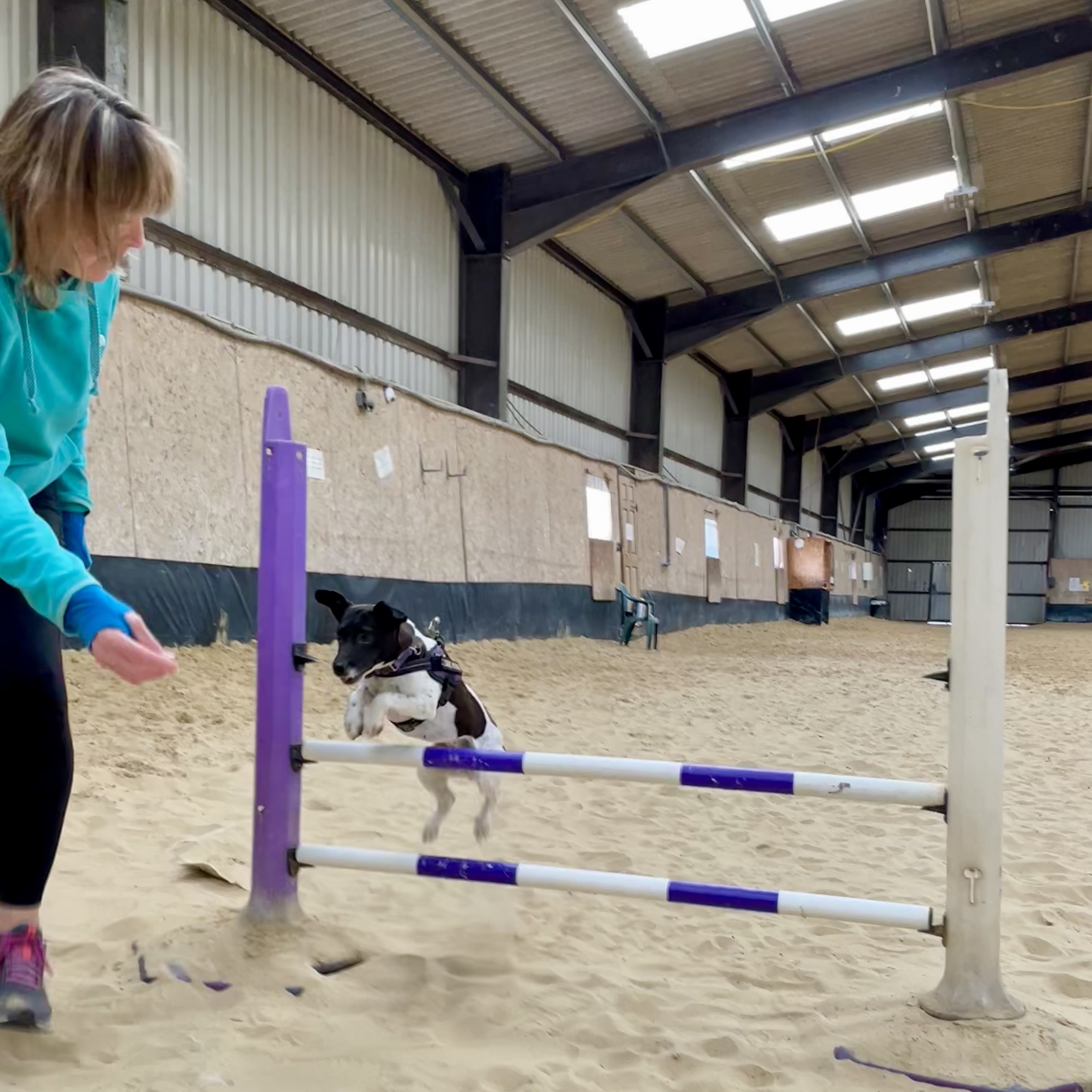 A small terrier jumping over a two bar gate. Her belly and front legs have cleared the bar and her back legs will soon follow. This is taking place in a large barn with sand on the ground.