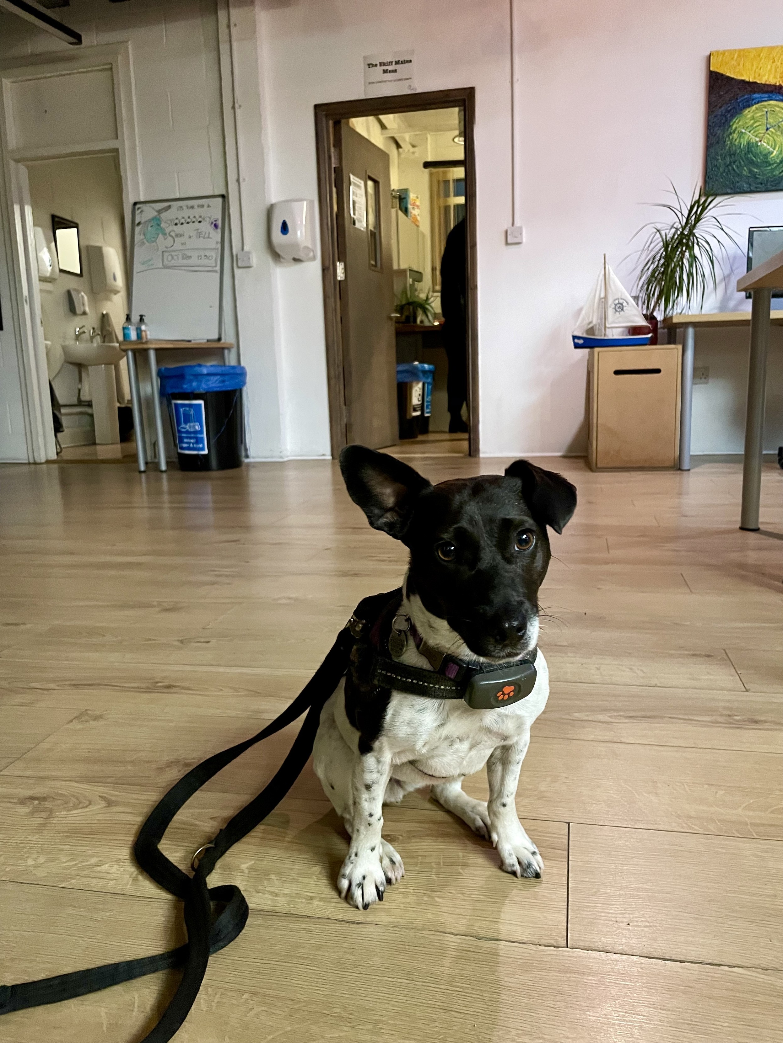 A small black and white Parterdale mixed terrier in an office. She’s a very good girl.