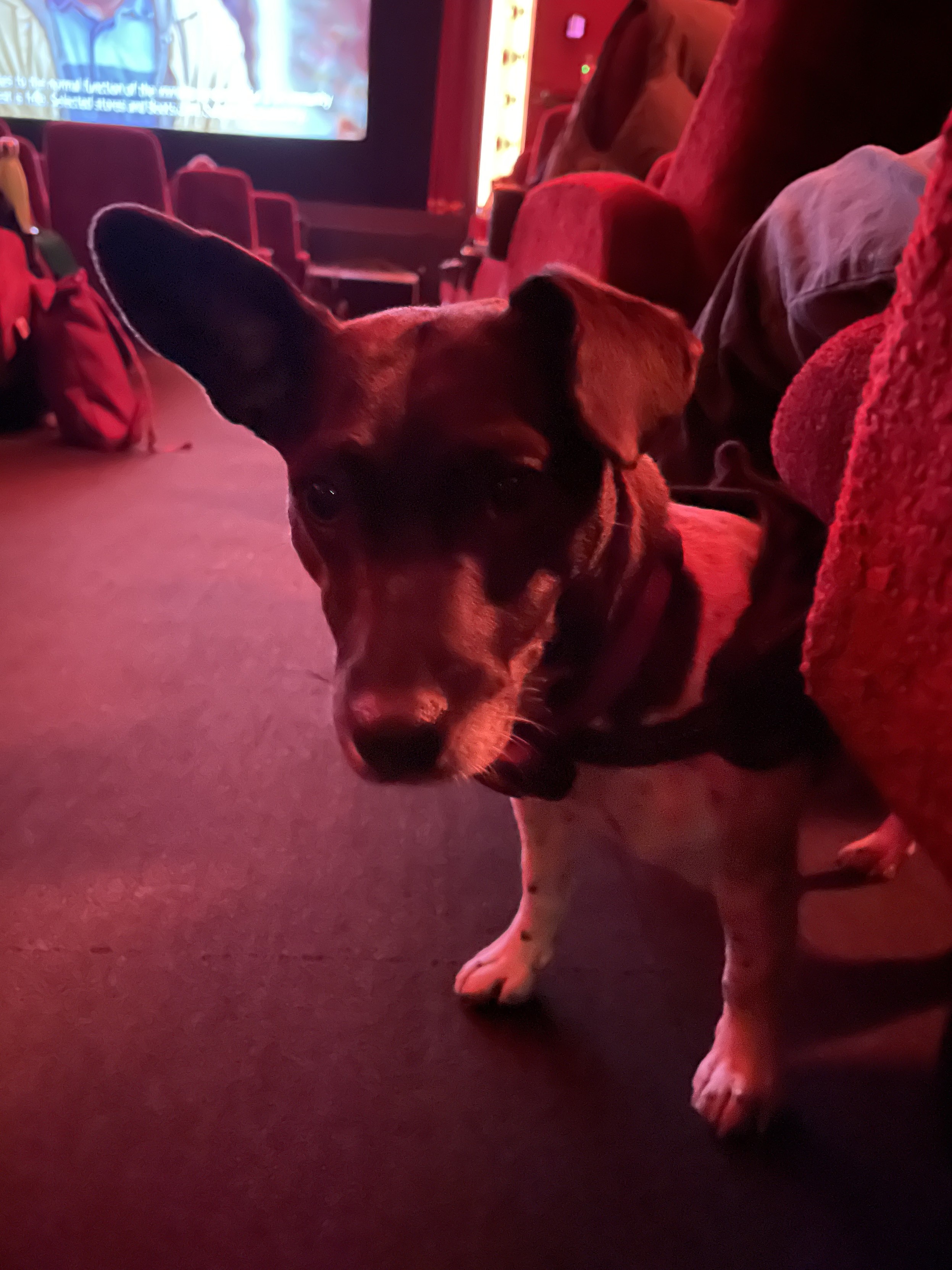 A small terrier stepping into the isle of the cinema. You can see a bit of the big screen. Everything is bathed in red light.
