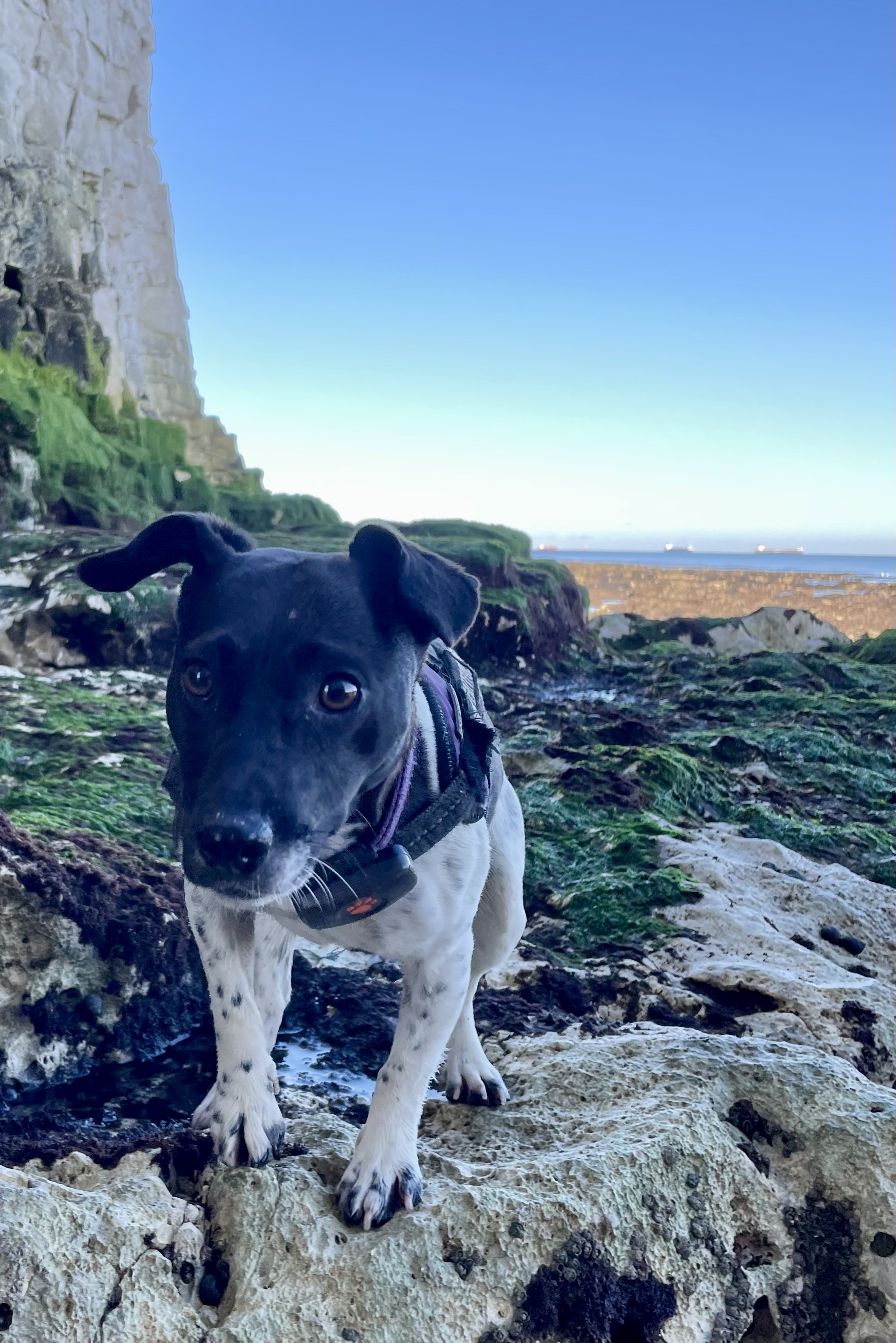 A small black and white terrier standing on a chalk ledge with a sandy beach, seaweed, and sea in the background.