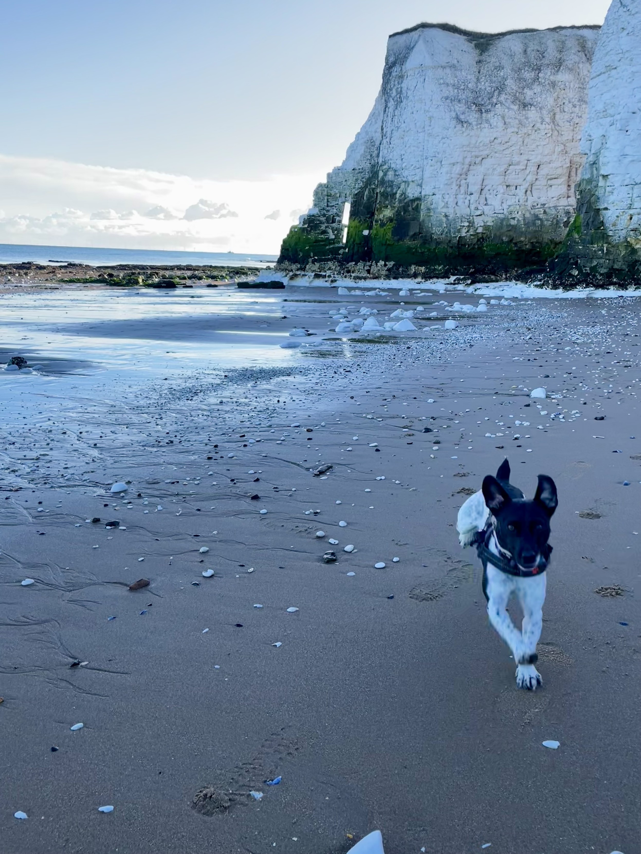 A small terrier dog running across the sand with a chalk cliff in the background.