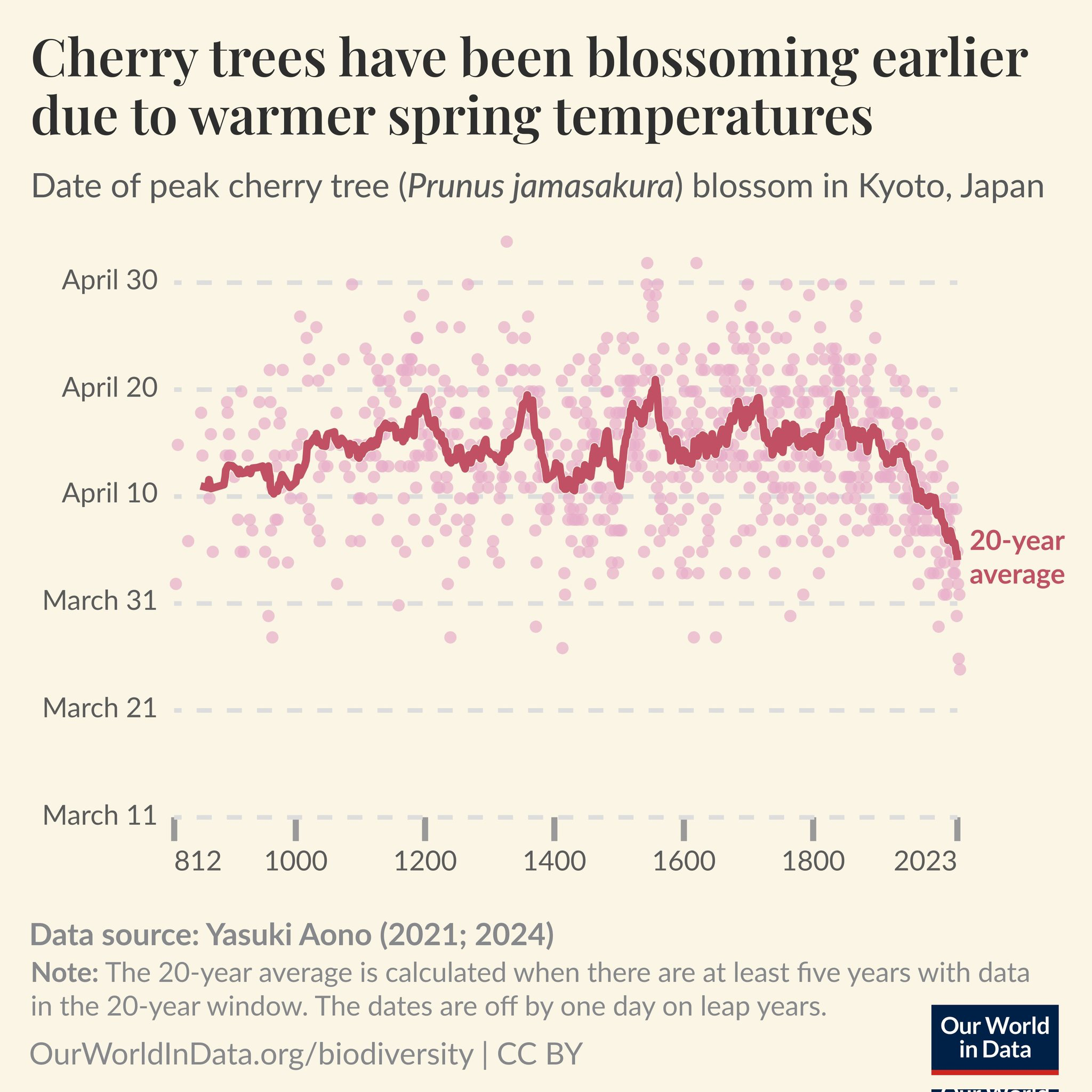 A graph showing the variation in blossoming dates for cherry tree in Kyoto. It starts in 812 and runs to 2024, and shows a sharp downward 20-year averge, implying earlier blooming in the year. The title explains this is due to warming spring temperatures.