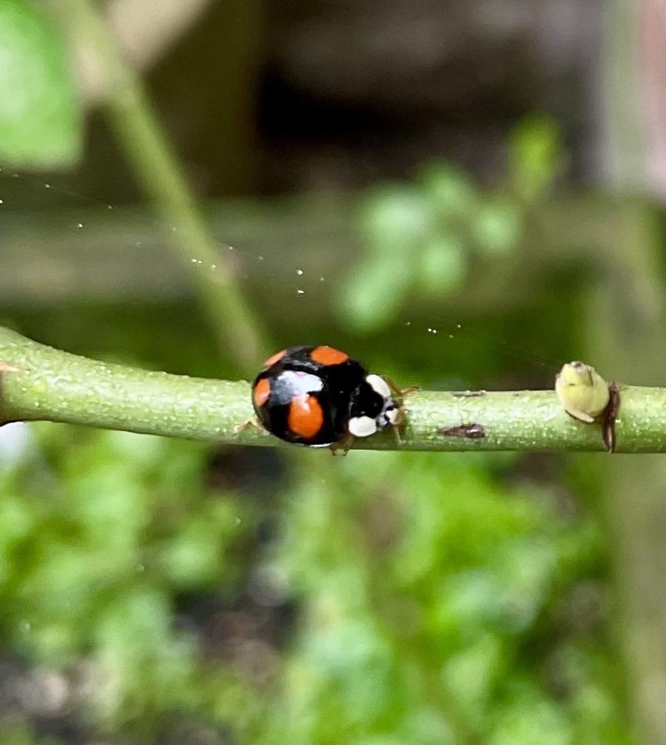 A black bug on a branch with big red spots