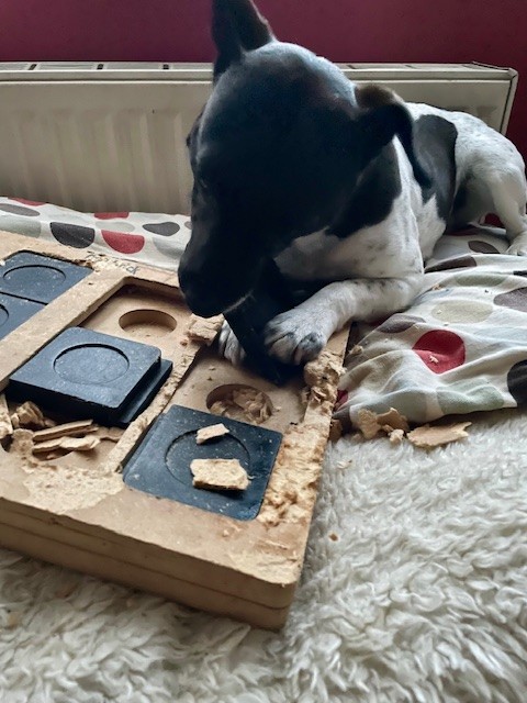 A dog chews on the remains of a door that used to slide to reveal a treat. The sides of the toy have been chewed, leaving flakes of wood around the toy and her bed.