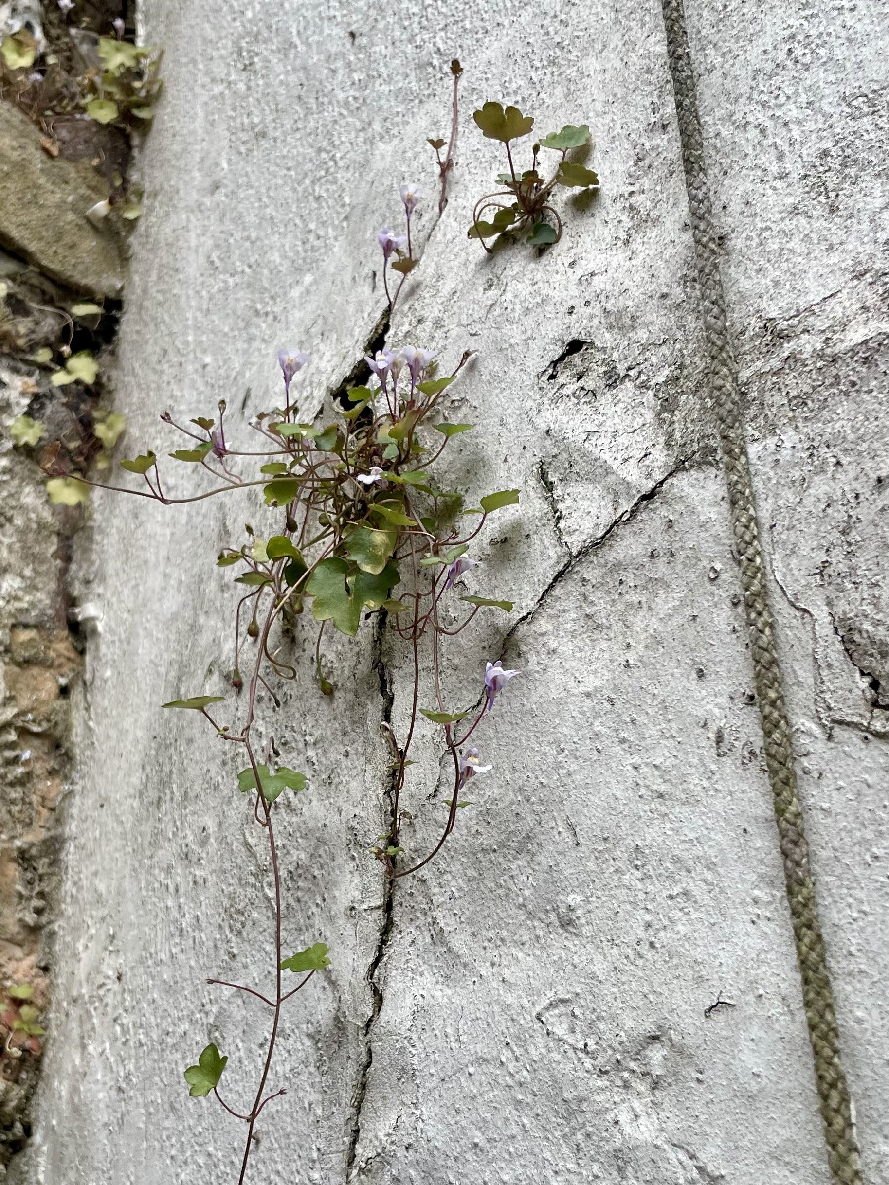 Plant bursting out of a split in a garden wall.