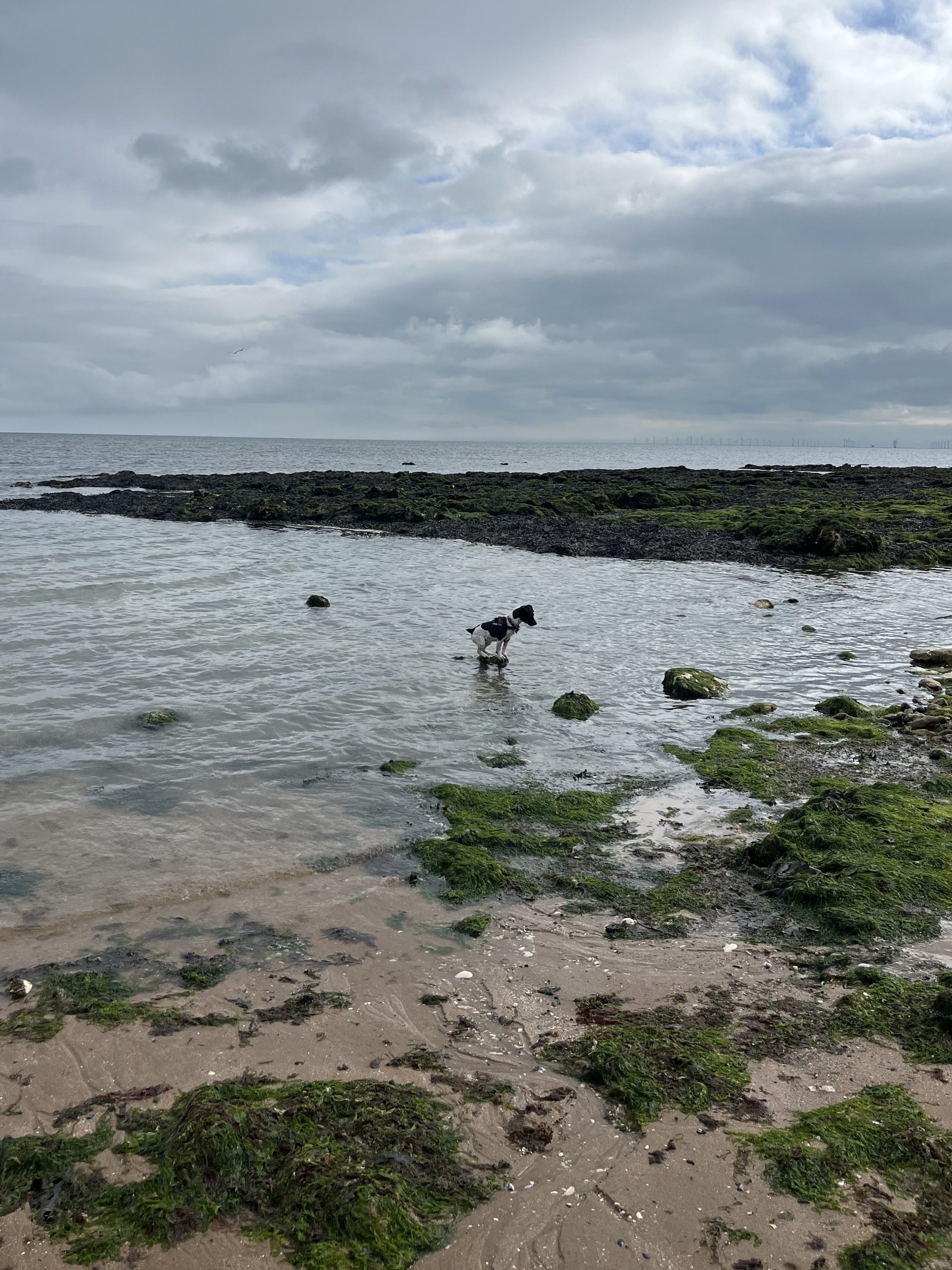 A small terrier, who is a very good girl, standing on a stone in the sea, contemplates a jump to the next stone.